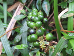 Liriope spicata