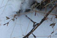 Poa nemoralis
