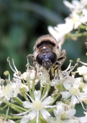 Cheilosia illustrata