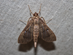 Omiodes