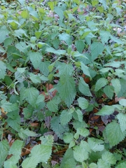 Urtica membranacea