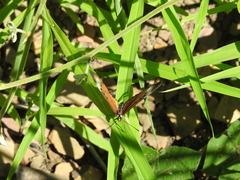 Acraea encedon encedon