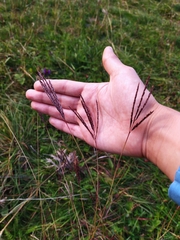 Bothriochloa ischaemum