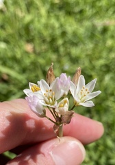 Nothoscordum gracile