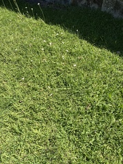 Nothoscordum gracile