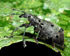 Ericydeus sedecimpunctatus
