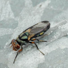 Ulidiidae