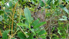 Ilex glabra