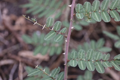 Mimosa asperata
