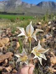 Gladiolus tristis