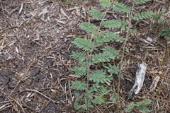 Mimosa asperata