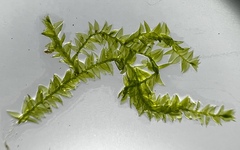 Plagiothecium denticulatum
