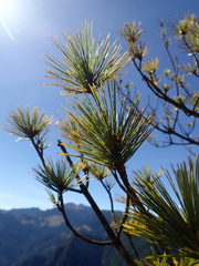 Pinus taiwanensis