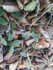 Fragaria virginiana