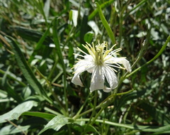 Clematis songorica