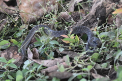 Crotaphopeltis hotamboeia