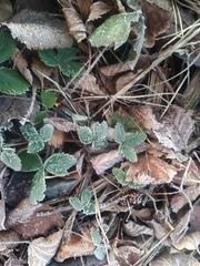 Fragaria virginiana