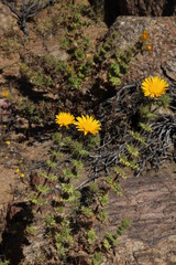 Berkheya spinosissima namaensis