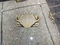 Matuta victor