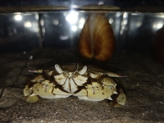 Matuta victor