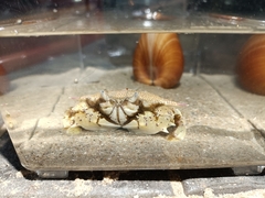 Matuta victor