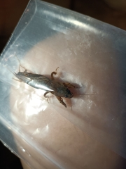 Gryllotalpa orientalis