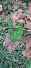 Erysiphe cruciferarum