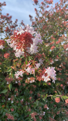 Abelia × grandiflora