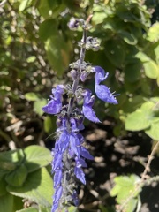 Coleus barbatus grandis