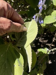 Coleus barbatus grandis