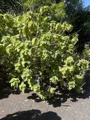 Coleus barbatus grandis