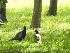 Phasianus colchicus formosanus