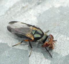 Ulidiidae