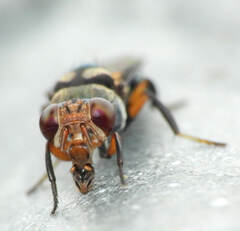 Ulidiidae