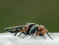 Ulidiidae