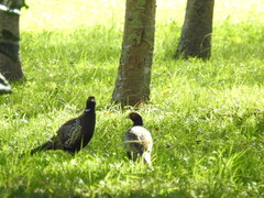 Phasianus colchicus formosanus