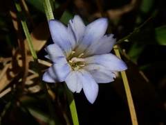 Gentiana arisanensis