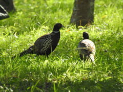 Phasianus colchicus formosanus