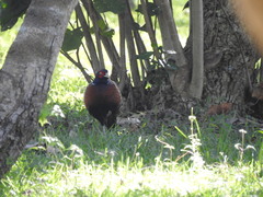 Phasianus colchicus formosanus