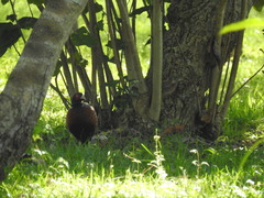 Phasianus colchicus formosanus