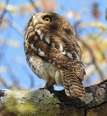 Glaucidium capense