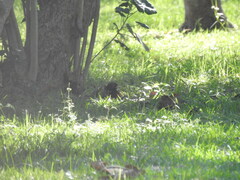 Phasianus colchicus formosanus