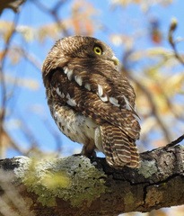Glaucidium capense