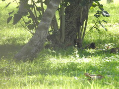 Phasianus colchicus formosanus