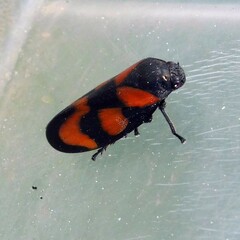 Cercopis vulnerata