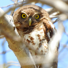 Glaucidium capense