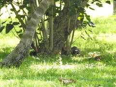 Phasianus colchicus formosanus