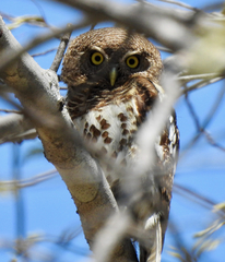 Glaucidium capense