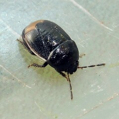 Legnotus limbosus