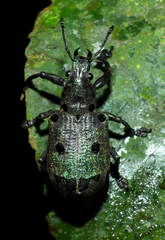 Ericydeus sedecimpunctatus